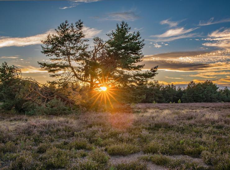 heathland